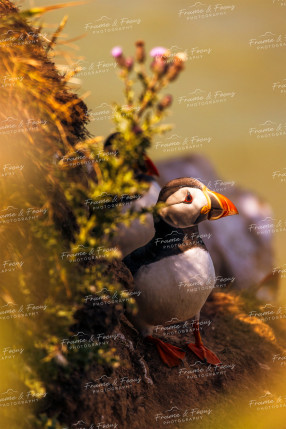 To buy a print or any of the below please click on the images